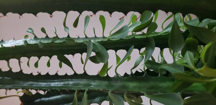 Euphorbia Trigona