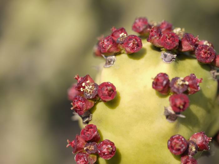 Euphorbia Nerifolia