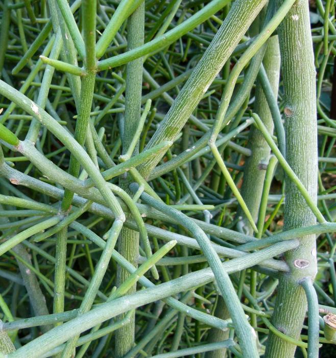 Euphorbia Tirucallii