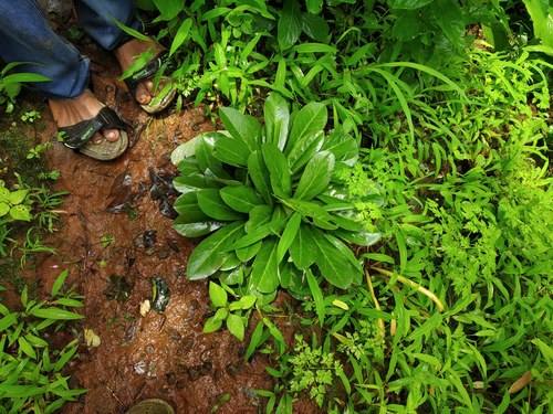 Euphorbia Fusiformis