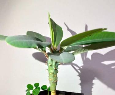 Euphorbia Viguieri