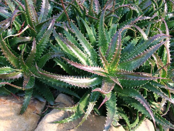 Aloe Dorotheae
