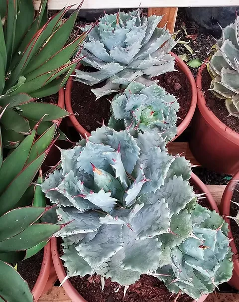 Agave Isthmensis
