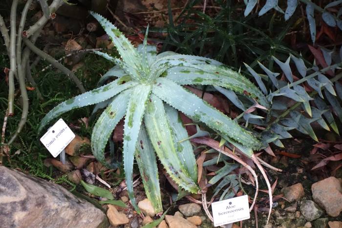 Aloe Hereroensis