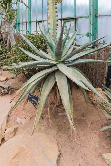 Aloe Marlothii