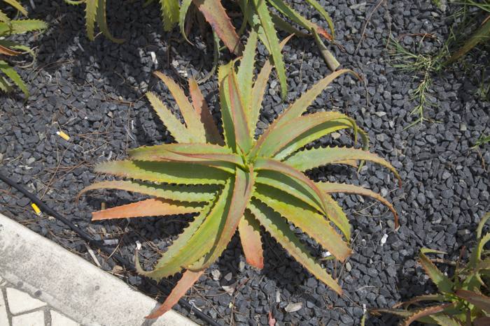 Aloe Arborescens