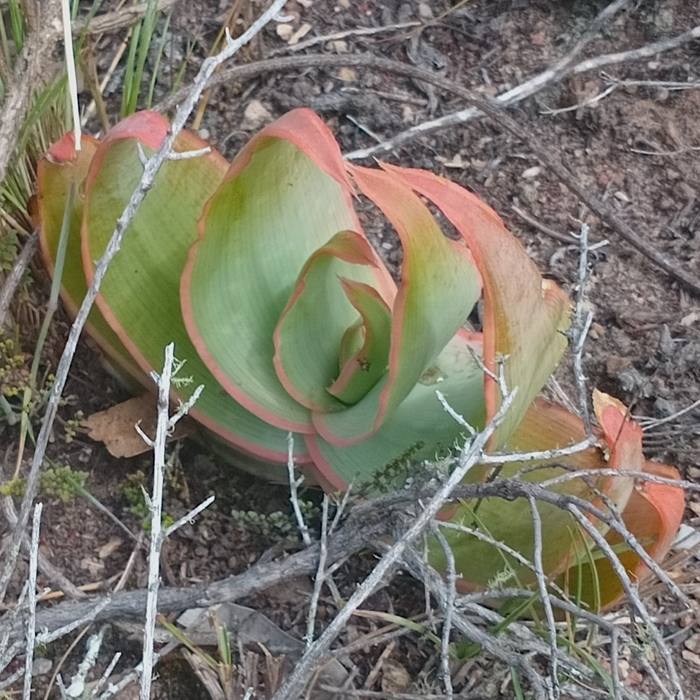 Aloe Striata