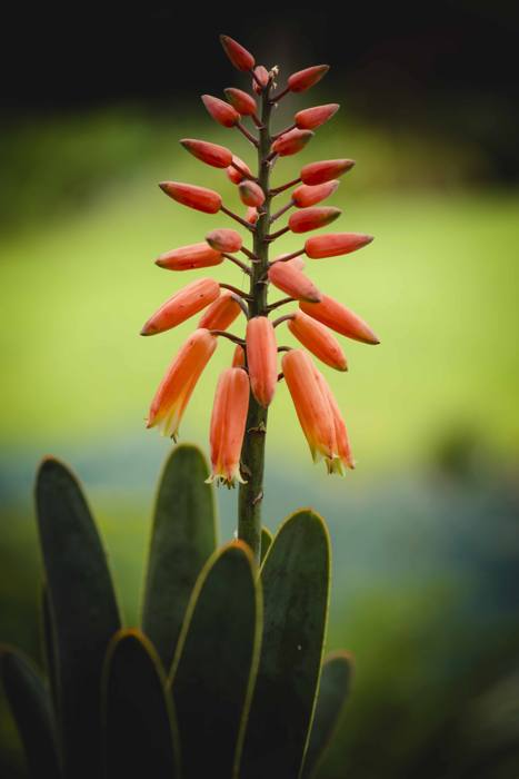 Aloe Plicatilis