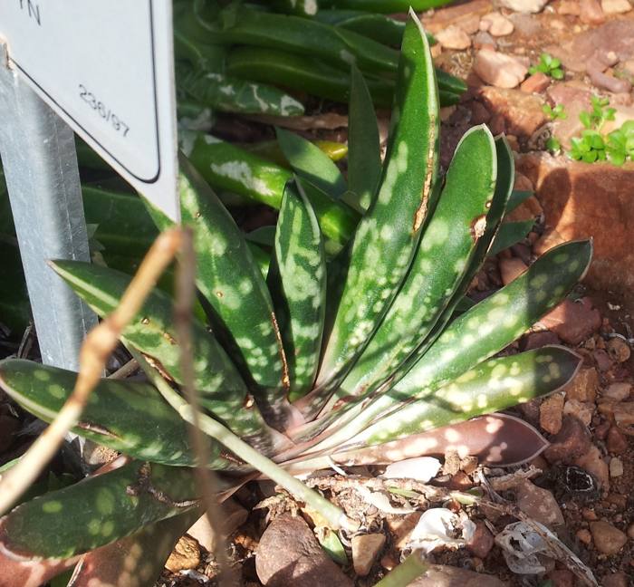 Gasteria Bicolor