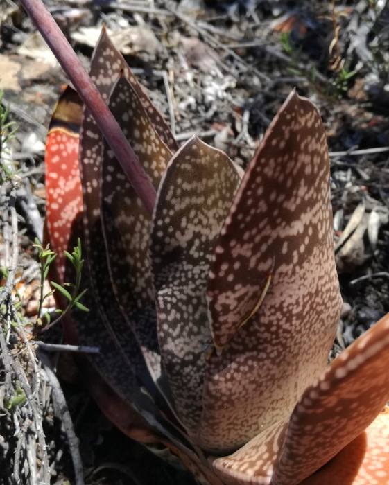 Gasteria Brachyphylla