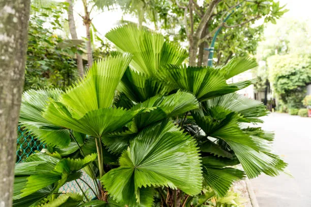 Fan Palm