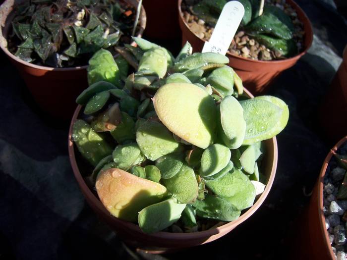 Gasteria Glomerata