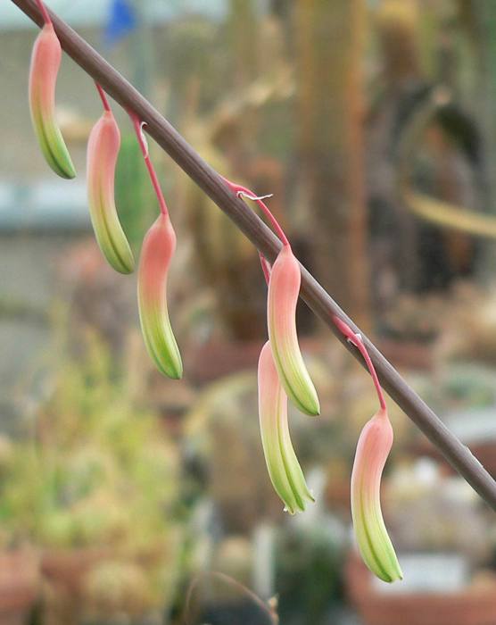 Gasteria Pillansii