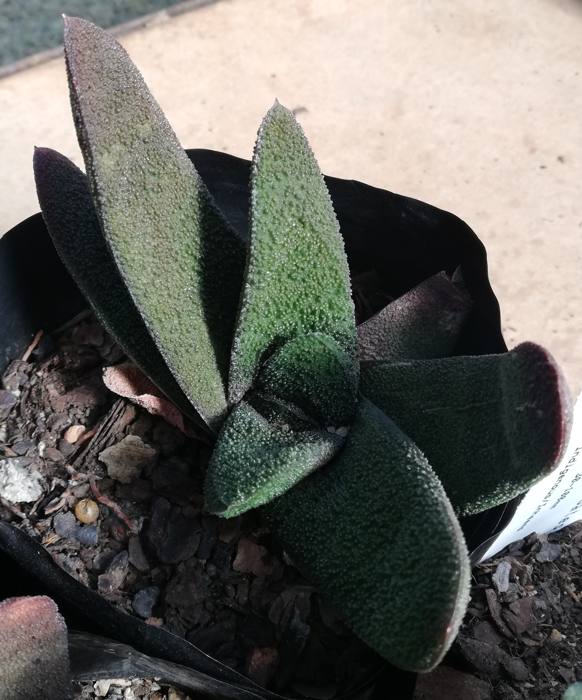 Gasteria Batesiana