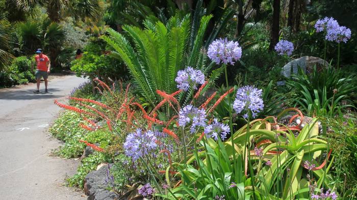 Gasteria Acinicifolia