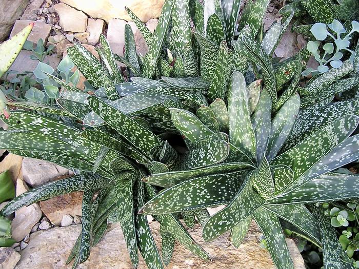 Gasteria Disticha