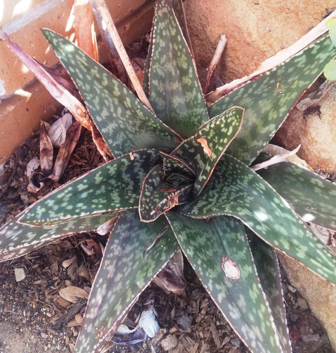 Gasteria Excelsa