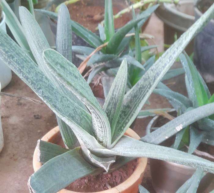 Gasteria Little Warty