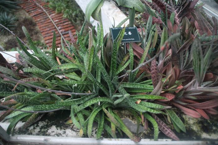 Gasteria Gracilis