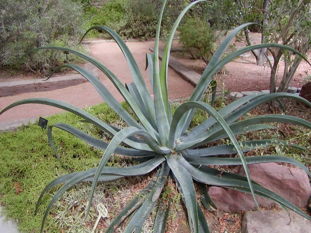 Agave Vilmoriniana