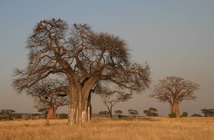 Adansonia Digitata