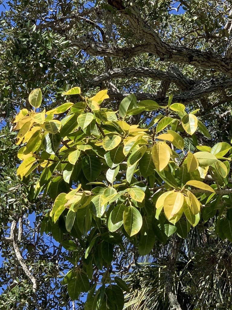 Ficus Altissima 'Golden Gem'