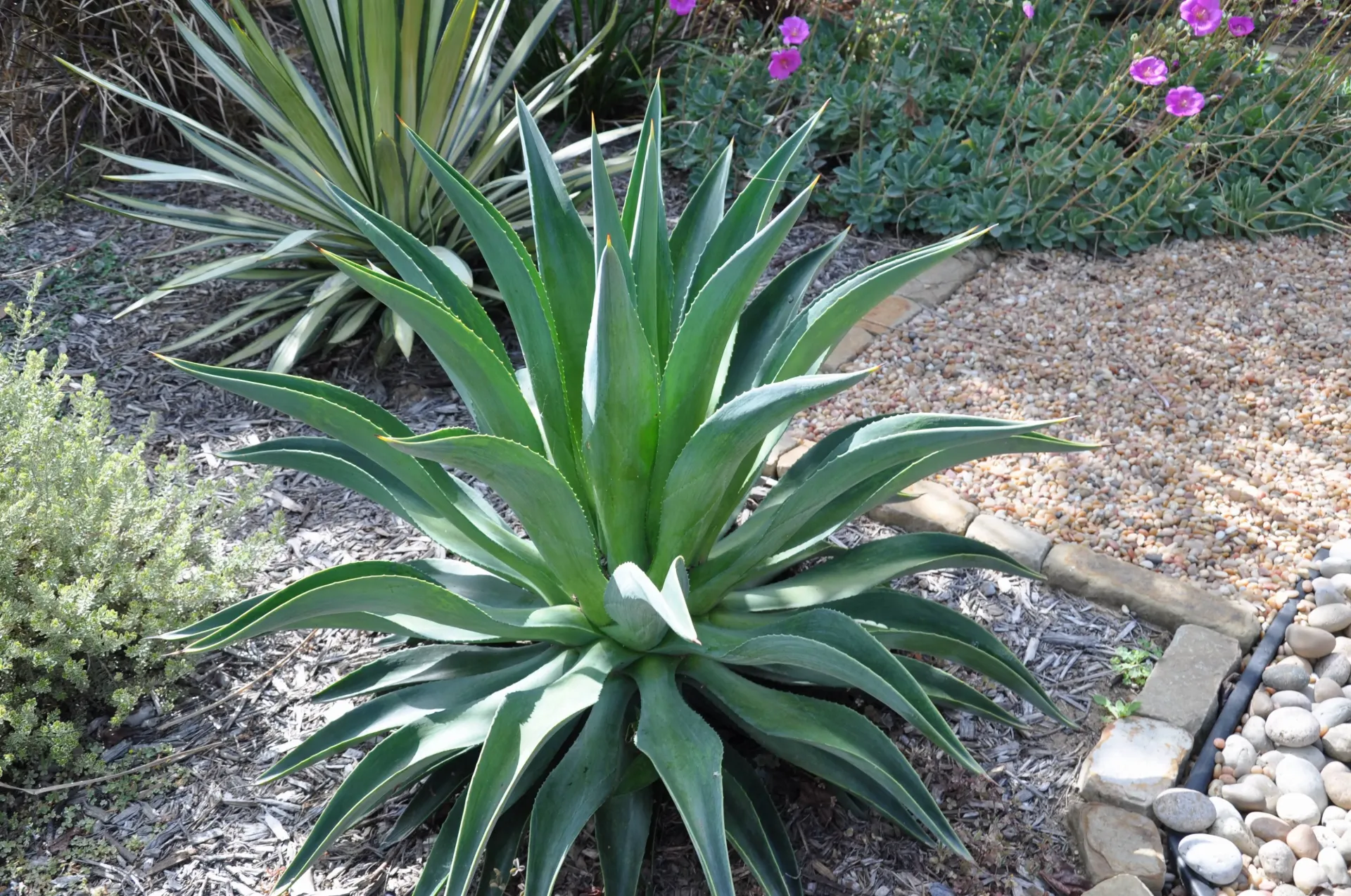 Agave Desmettiana
