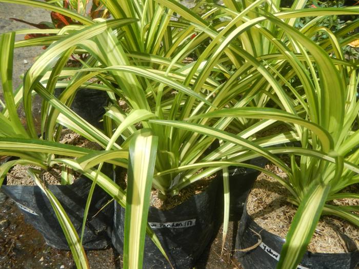 Pandanus Variegated