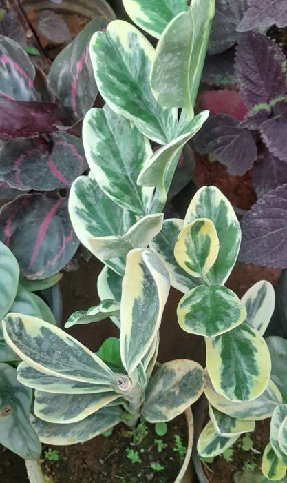 Zamioculcas zamiifolia Green