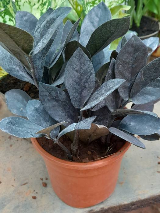 Zamioculcas zamiifolia Black