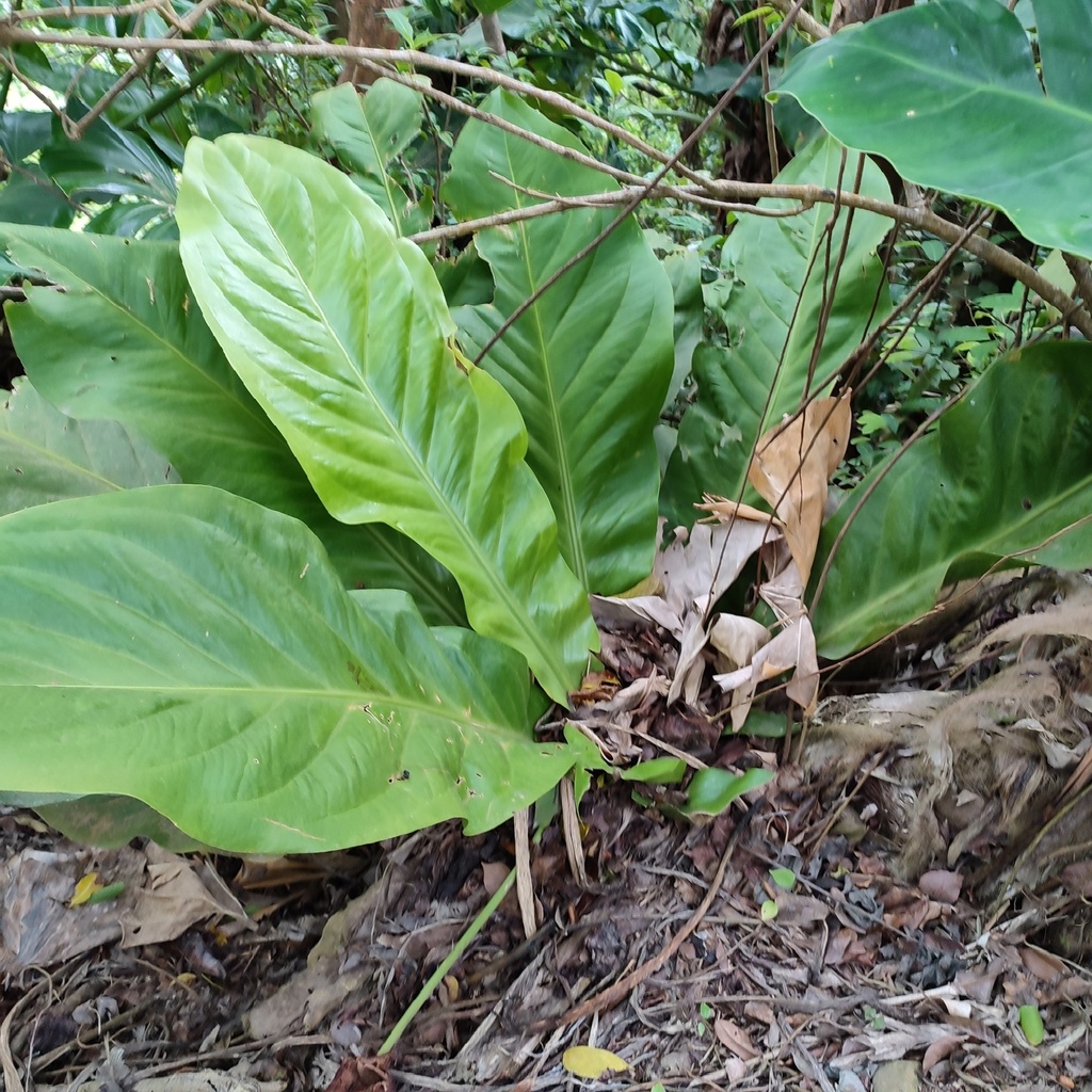 Anthurium Hookerii