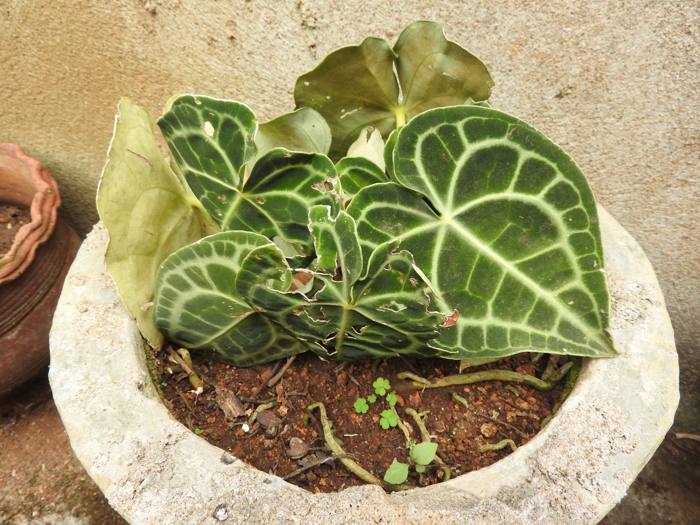 Anthurium Clarinervium