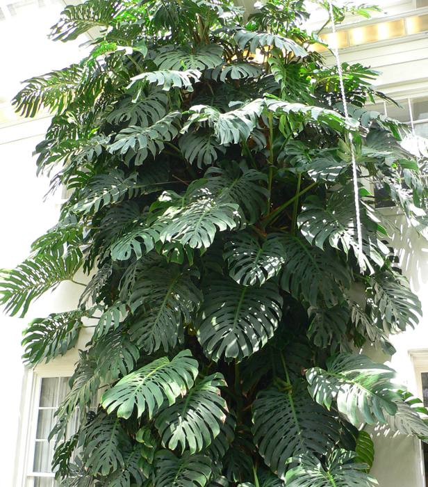 Monstera Deliciosa
