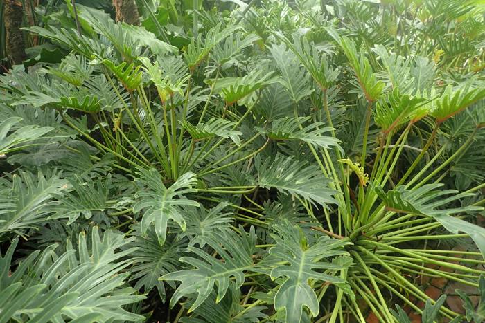 Philodendron Xanadu