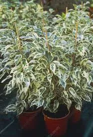 Ficus Starlight