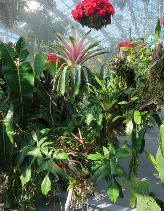 Philodendron Florida Beauty