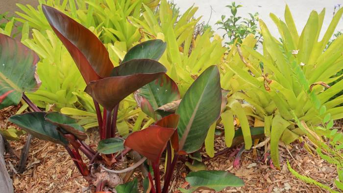 Philodendron Rojo Congo
