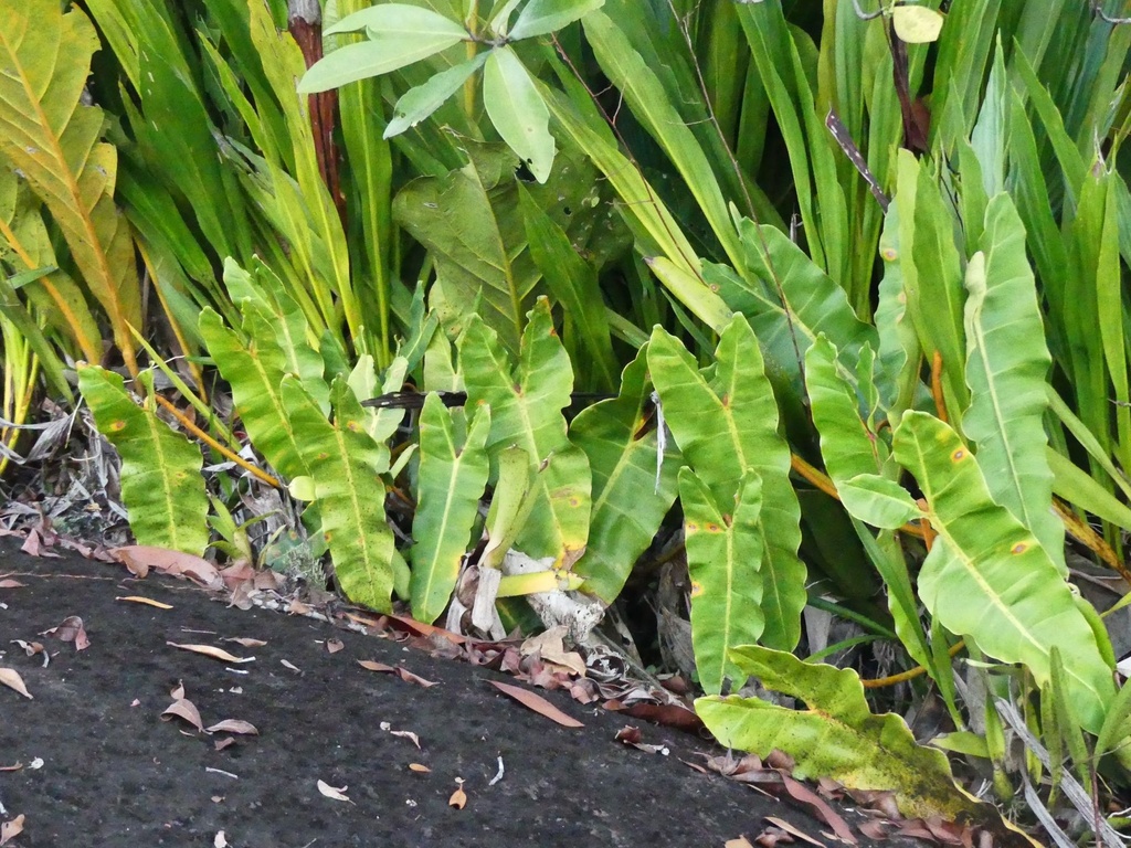Philodendron Billietiae