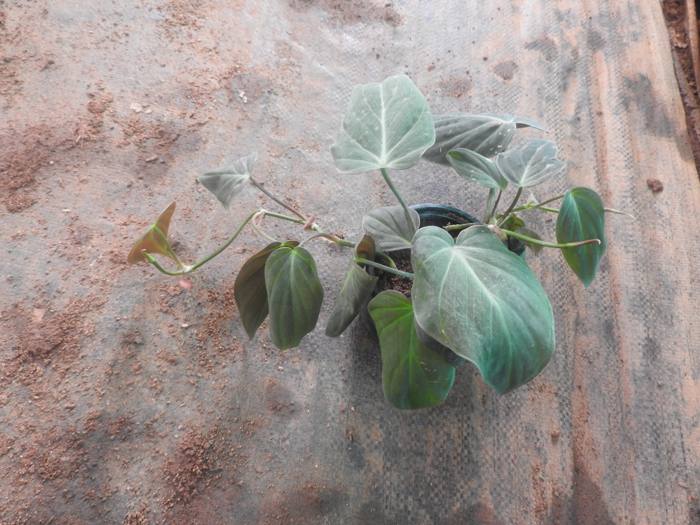 Philodendron Micans