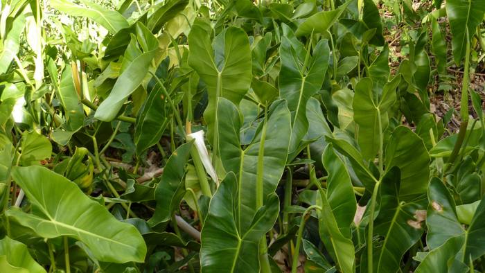 Philodendron Brazil