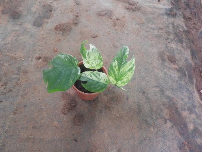 Epipremnum White Marble