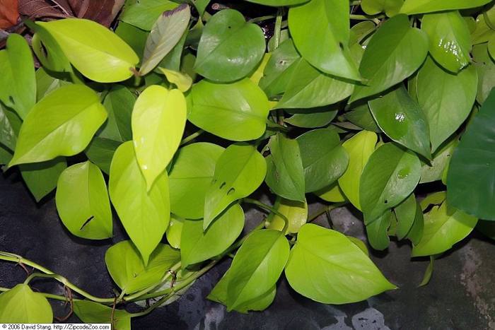 Epipremnum Neon
