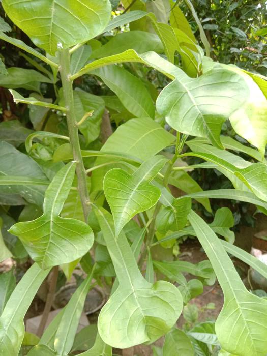 Plumeria Pudica