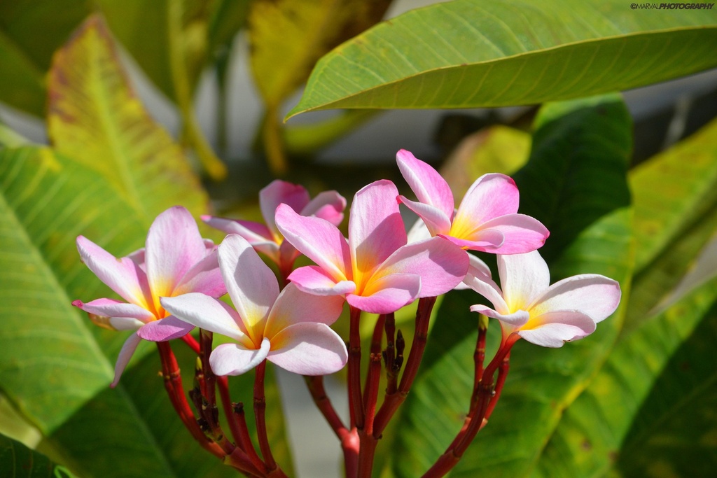 Plumeria Pink Godess