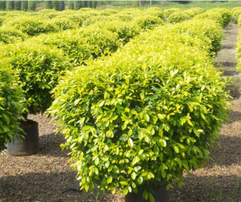 Ficus Benjamina Gold
