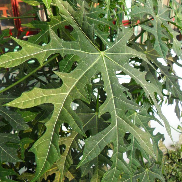 Cnidoscolus Aconitifolius