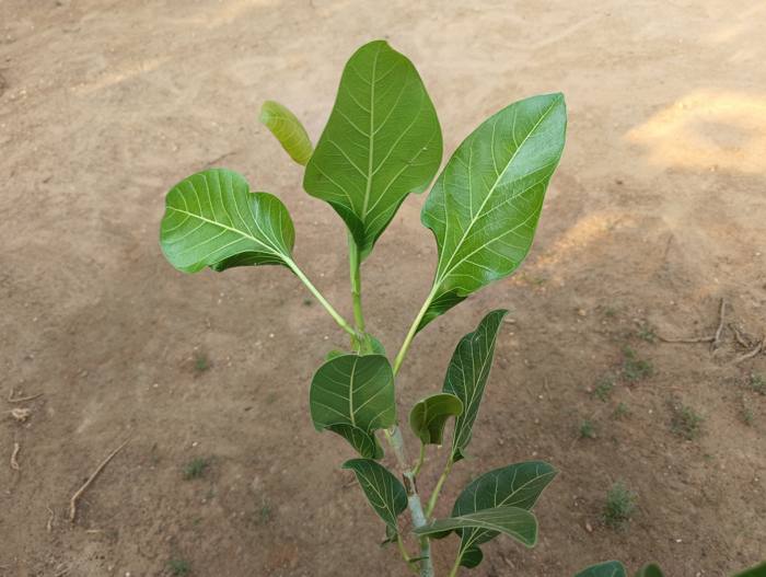 Ficus Krishnae