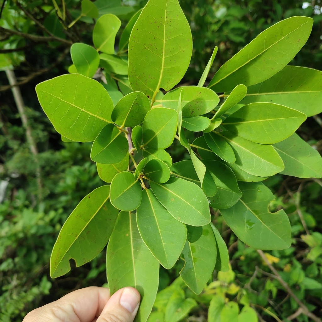 Tabeubia Pallida