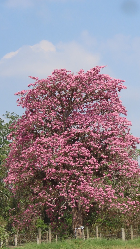 Tabeubia Rosea