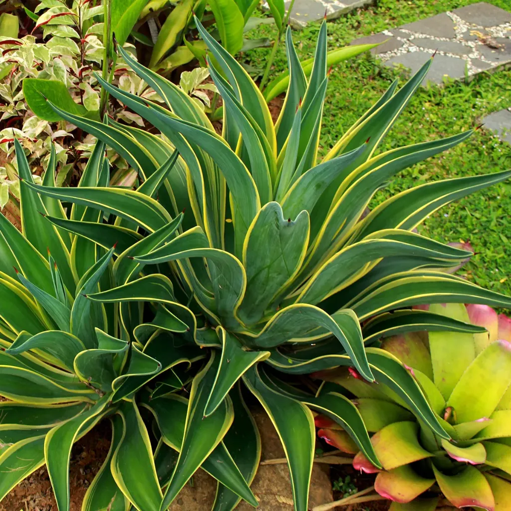 Agave Desmettiana Marginata